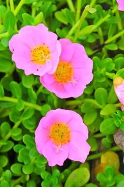 Portulaca çiçekler