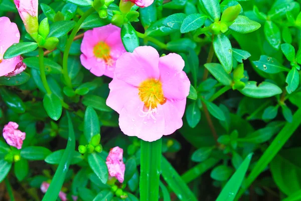 Portulaca flowers — Stock Photo, Image