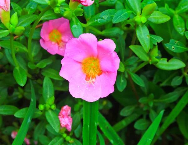Portulaca flowers — Stock Photo, Image