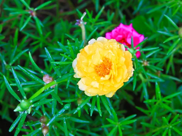 Portulaca flowers — Stock Photo, Image