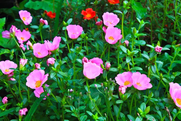 Portulaca flowers — Stock Photo, Image