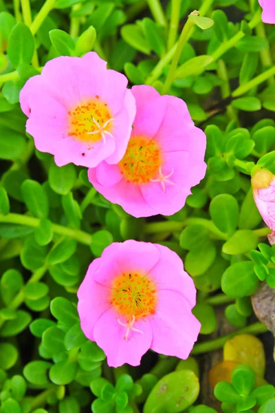 Portulaca flowers — Stock Photo, Image