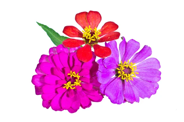 izole zinnia çiçeği