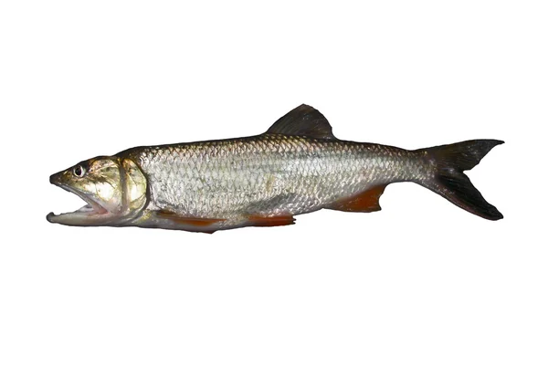 흰색 배경에 고립의 민물고기 — 스톡 사진