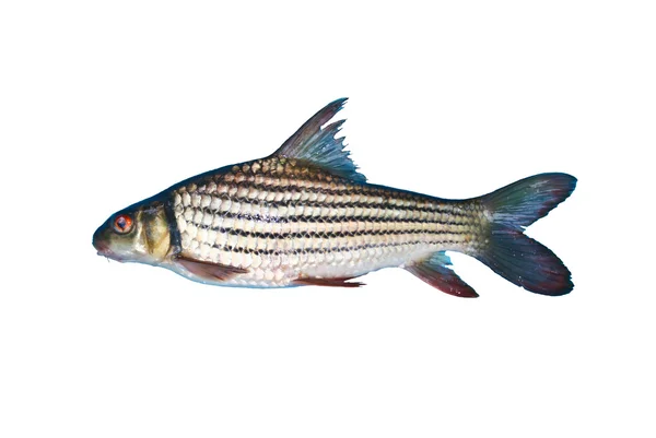 Sladkovodní ryba izolovaných na bílém pozadí — Stock fotografie