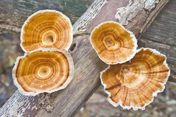 Setas en el bosque —  Fotos de Stock