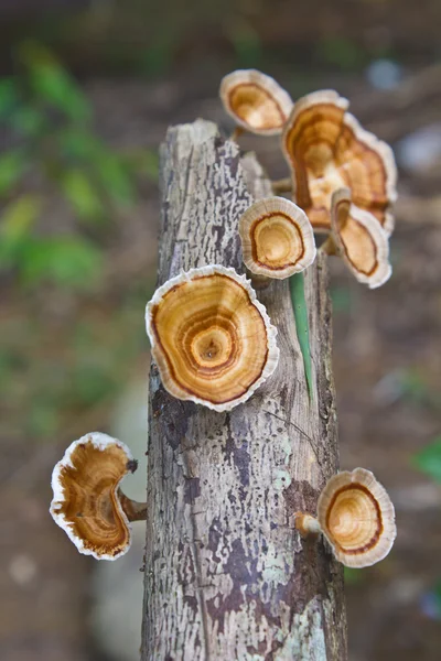 Champignons dans la forêt — Photo