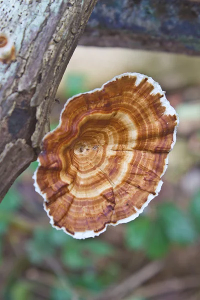 Cogumelos na floresta — Fotografia de Stock