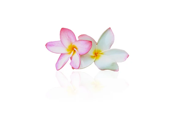 Frangipani flowers — Stock Photo, Image