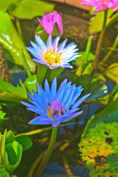 Close up lotus flower — Stock Photo, Image