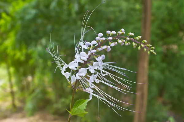 Цветок из Таиланда — стоковое фото