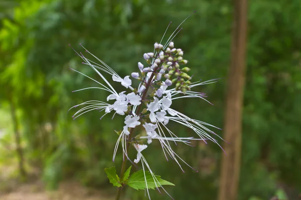 ดอกไม้จากประเทศไทย — ภาพถ่ายสต็อก