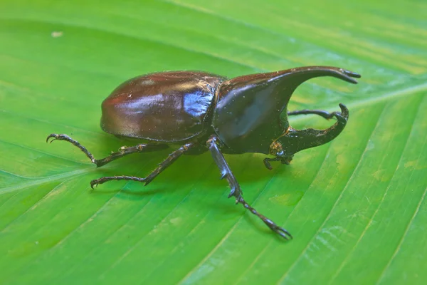 Insect uit thailand — Stockfoto