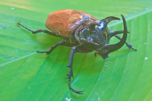 Insect uit thailand — Stockfoto