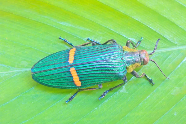 Insect uit thailand — Stockfoto