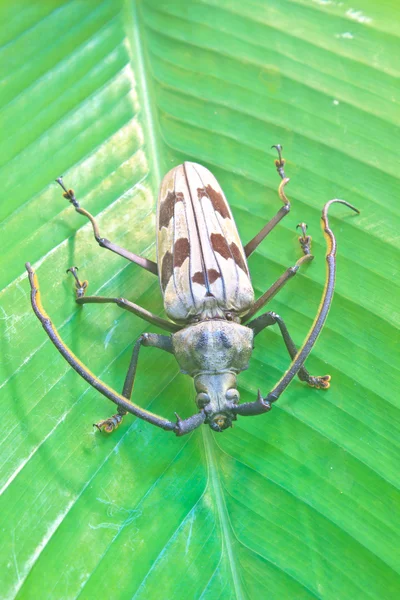 Insect from Thailand — Stock Photo, Image