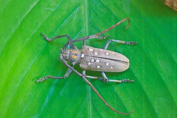 来自泰国的昆虫 — 图库照片