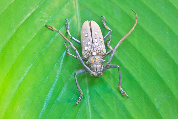 Böcek Tayland — Stok fotoğraf