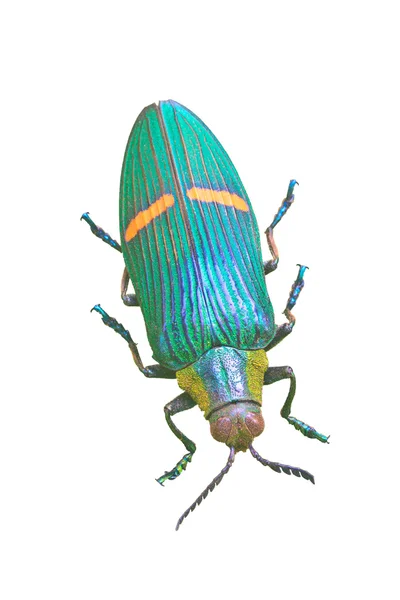 Insecto de Tailandia — Foto de Stock