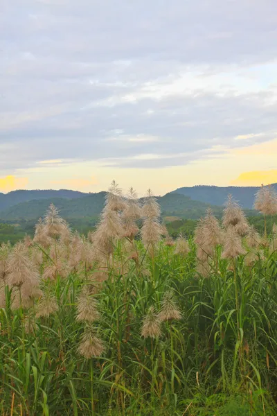 Campo de caña gigante dorado —  Fotos de Stock