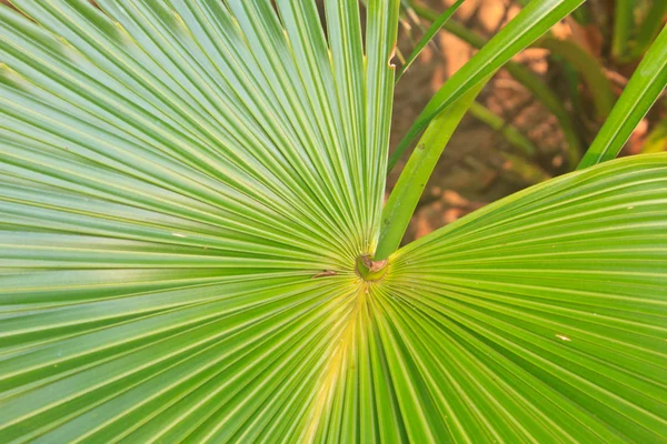 Hoja de palma — Foto de Stock