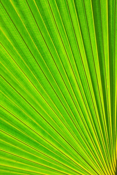 Sugar palm leaf — Stock Photo, Image