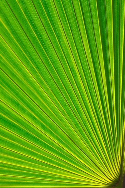 Sugar palm leaf — Stock Photo, Image