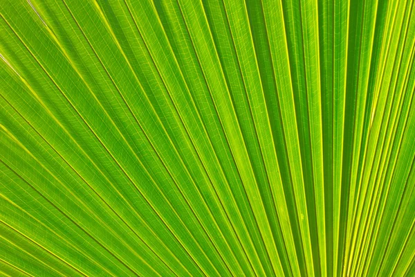 Sugar palm leaf — Stock Photo, Image