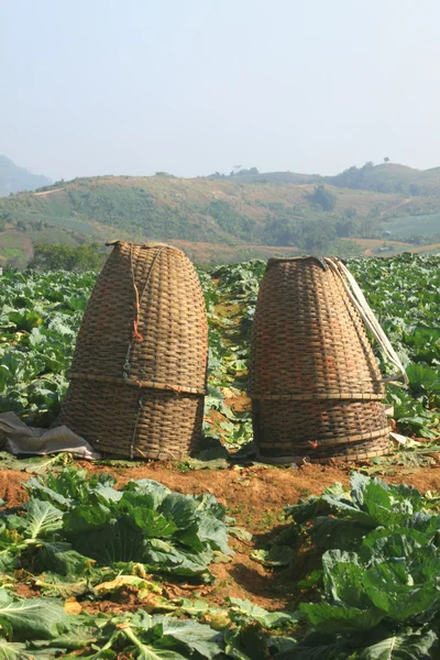 Cestas en los campos de col — Foto de Stock