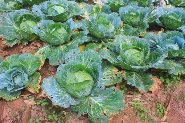 Cabbage agriculture fields — Stock Photo, Image