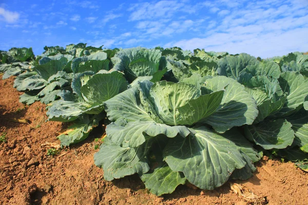 Cabbage agriculture fields — Stock Photo, Image