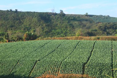 lahana tarım alanları