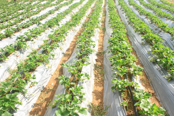 Organic strawberries field — Stock Photo, Image