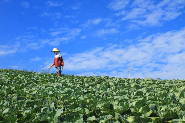 Las mujeres trabajan en los campos de la agricultura de col — Foto de Stock