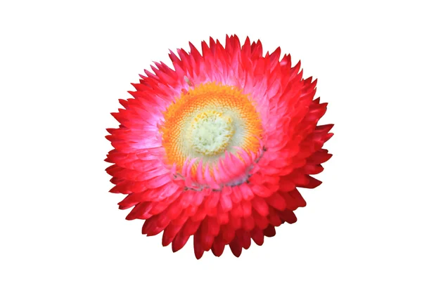 Blume aus Thailand — Stockfoto