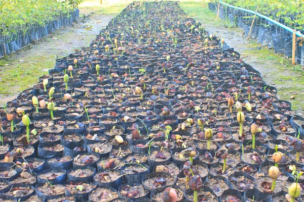 Green sprout growing from seed — Stock Photo, Image