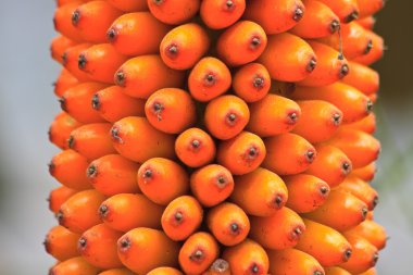 bitki örtüsü Tayland