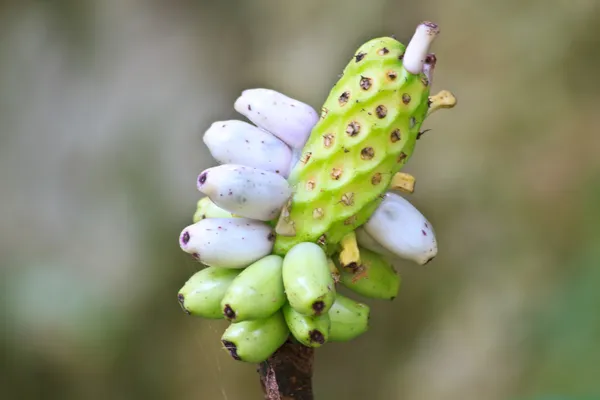 Flora in Thailand — Stockfoto