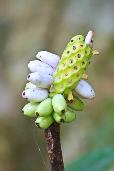 Flora in Thailand — Stock Photo, Image