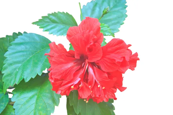 Květina z Thajska — Stock fotografie