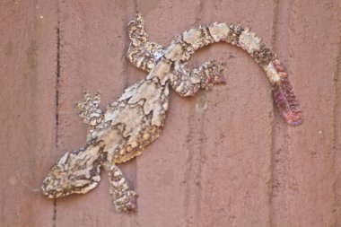 gecko on the wall clipart