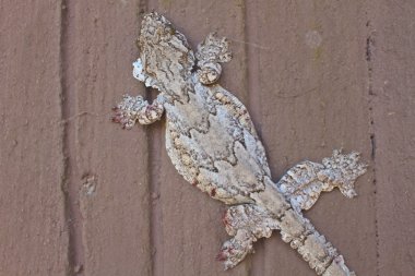 Gecko duvar