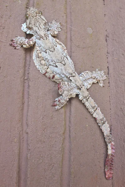 Gecko na zdi — Stock fotografie