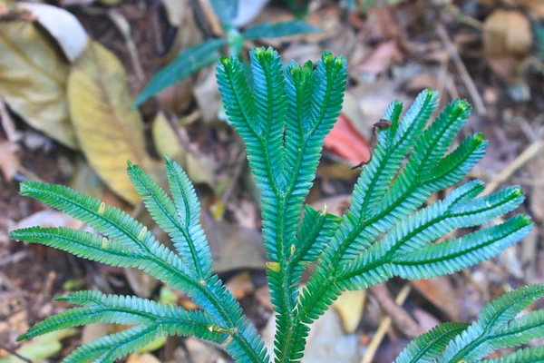 蕨类植物，在森林里自然抽象 — 图库照片