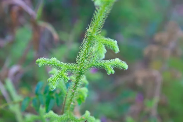 Felce, astrazione naturale nella foresta — Foto Stock