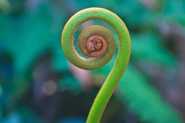 Fern leaf — Stock Photo, Image