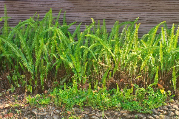 Fern in tuin — Stockfoto
