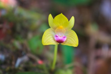 yabani orkide Tayland orman