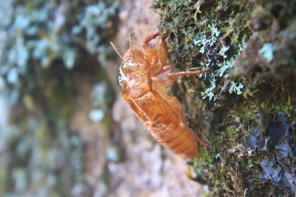 Insect from Thailand — Stock Photo, Image