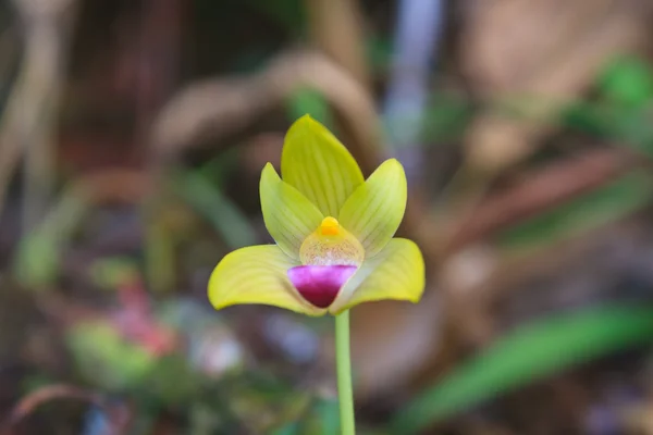 Dzikich orchidei w lesie z Tajlandii — Zdjęcie stockowe